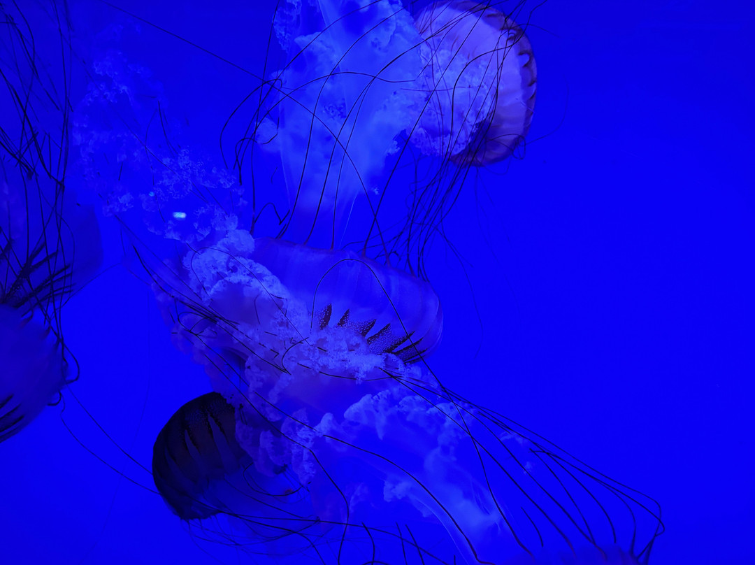 Aquarium La Rochelle-拉罗谢尔必去景点