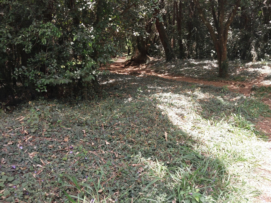 Nairobi Arboretum-内罗毕必去景点