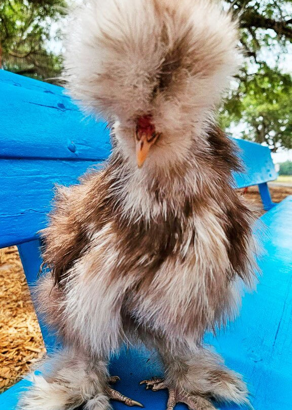 Green Meadows Petting Farm-基西米必去景点