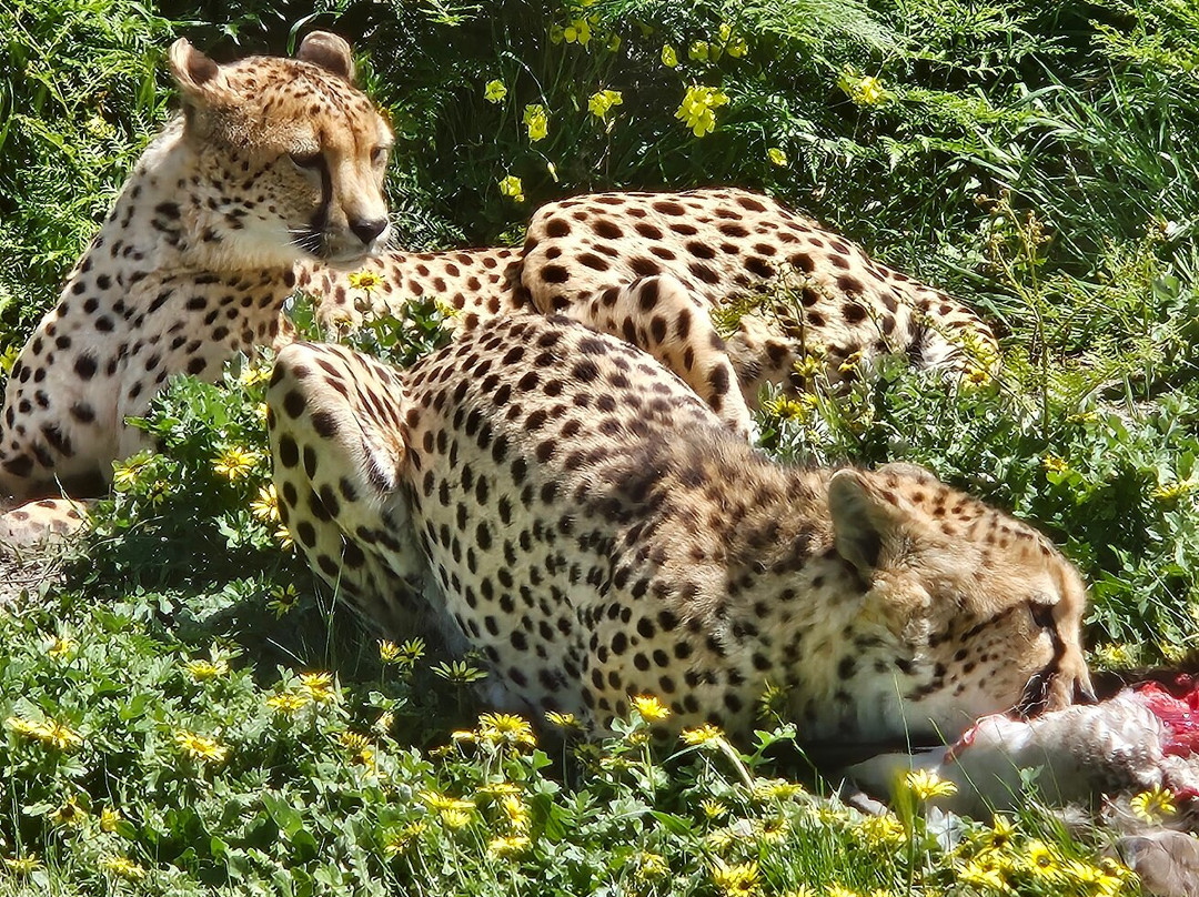 Halls Gap Zoo-贺思盖必去景点
