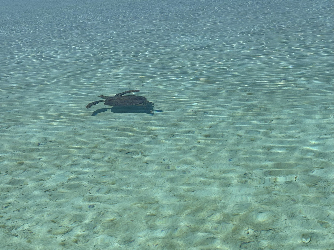 Kia Orana Cruises-Amuri必去景点