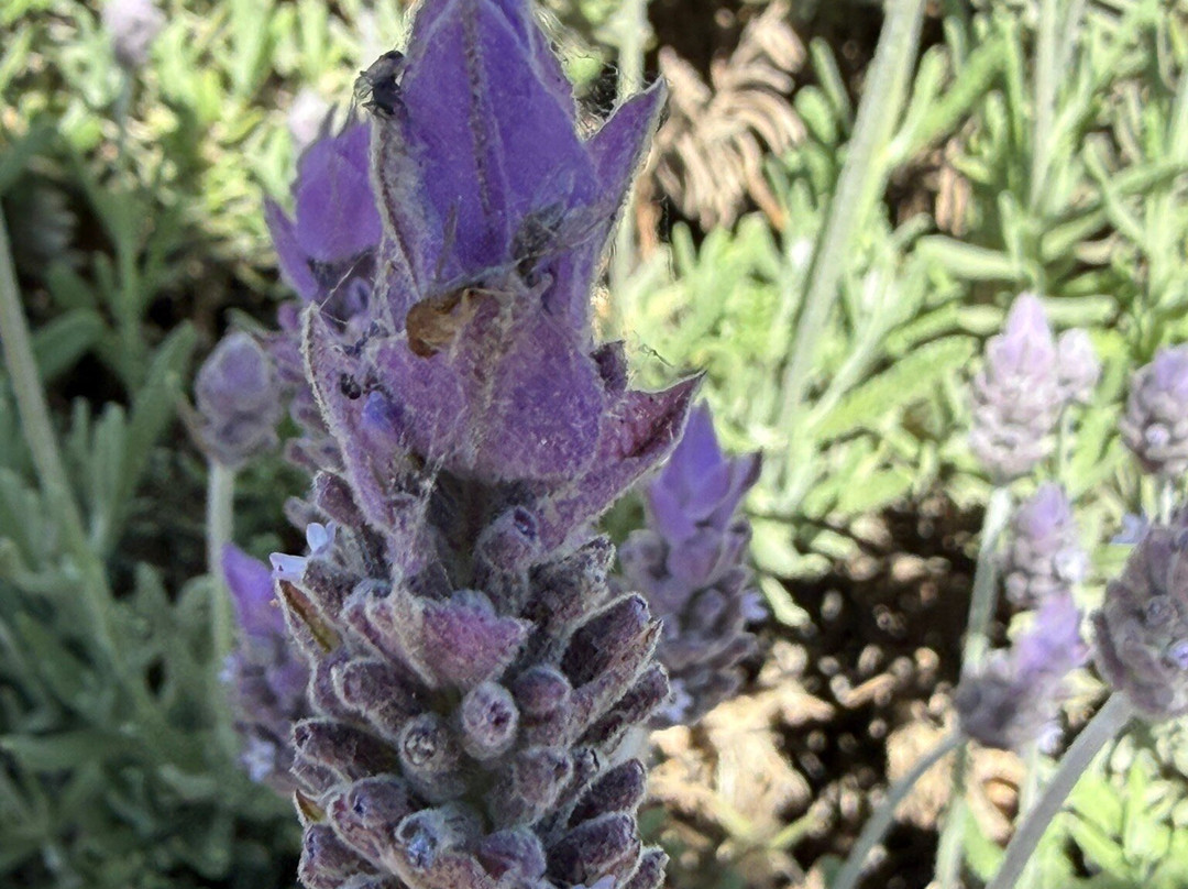 Mendoza Viagem-门多萨必去景点