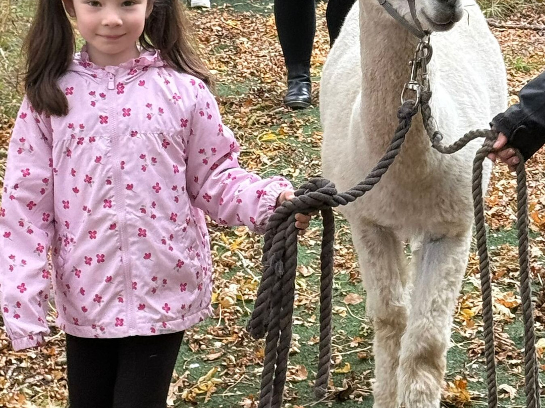 Baddow Hill Alpacas-切姆斯福德必去景点