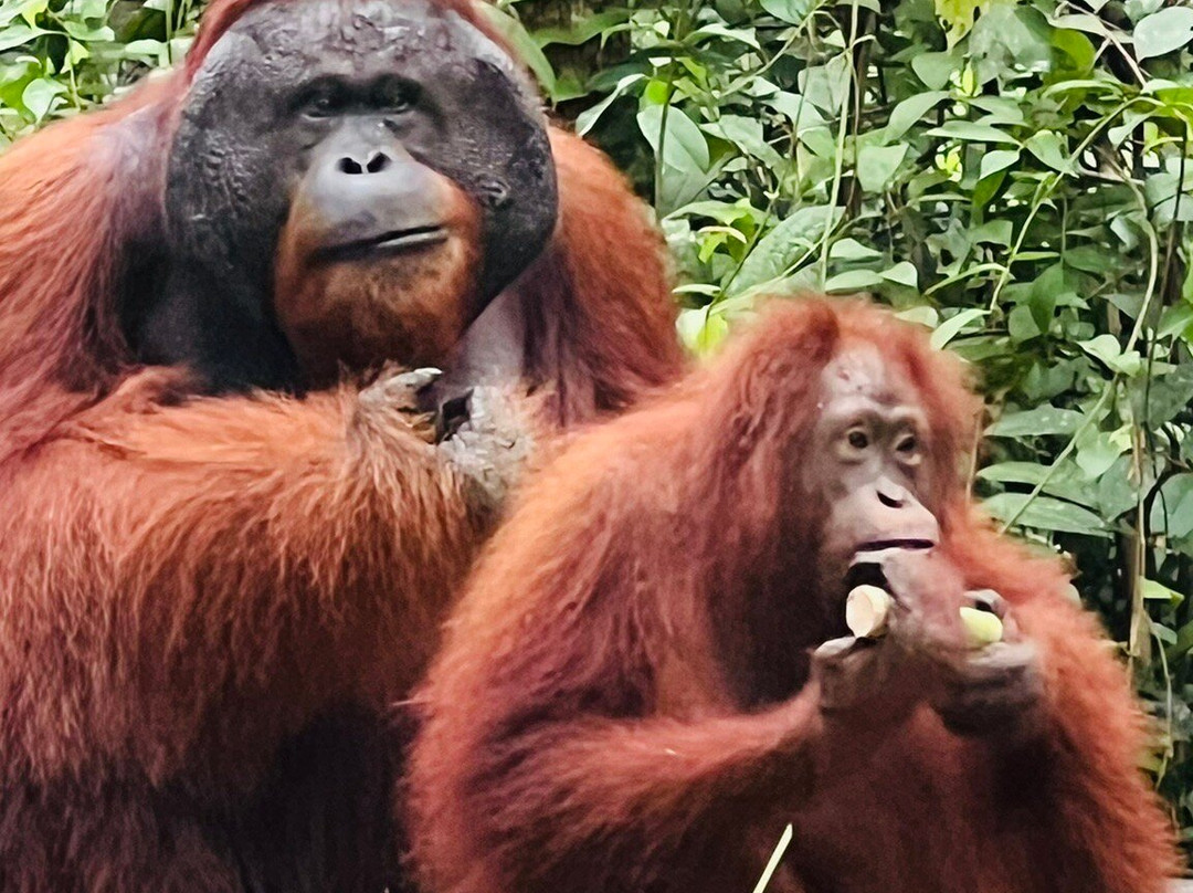 Orangutan Houseboat Tour-Kumai必去景点