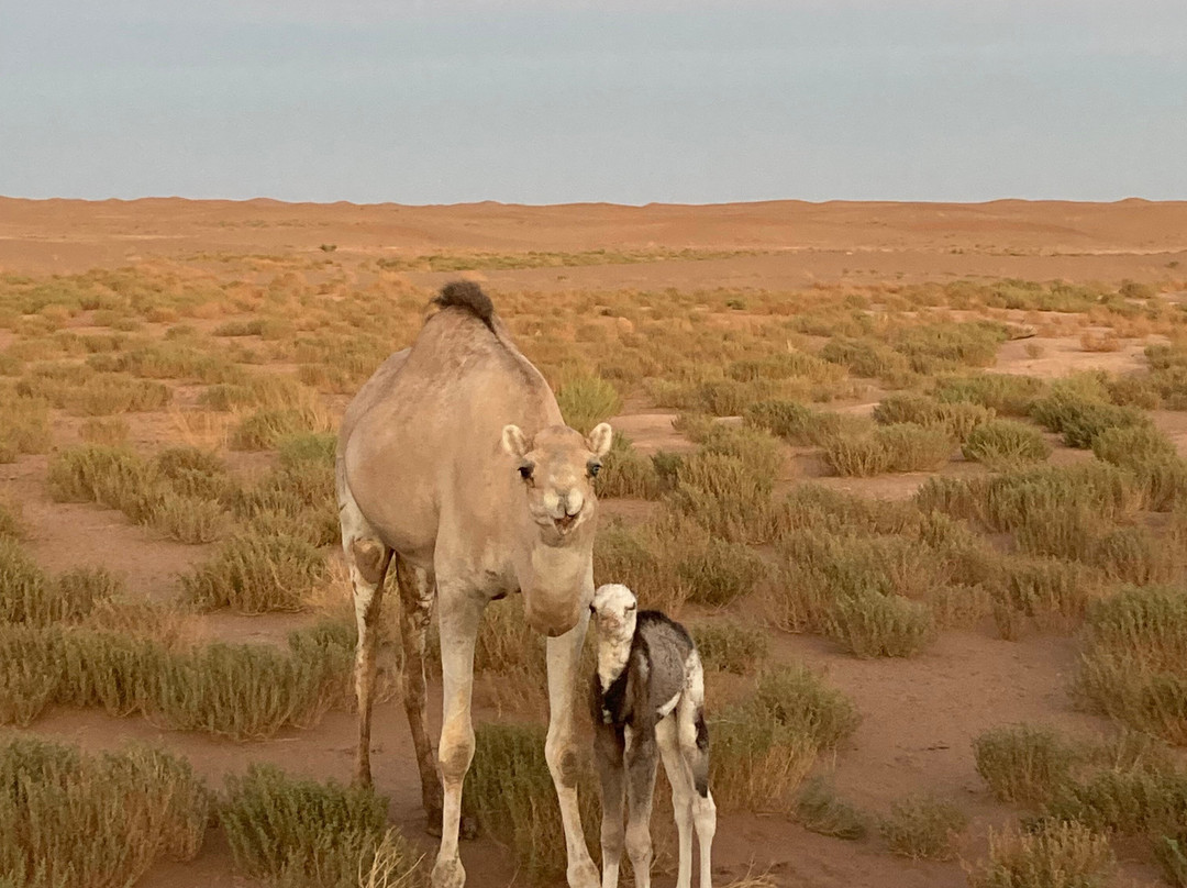 Desert Foum Zguid-Foum Zguid必去景点