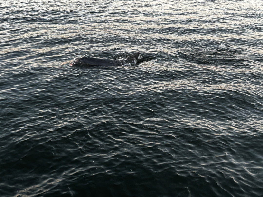 Dolphin Tales-橙色海湾必去景点