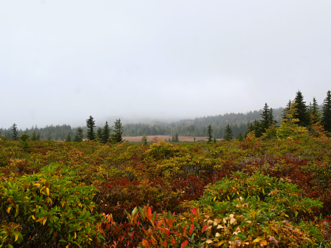 Bear Rocks Preserve-戴维斯必去景点
