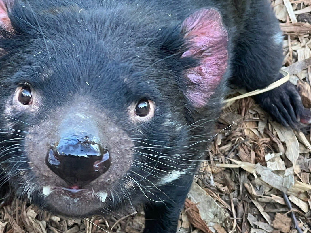 波诺朗野生动物园-Brighton必去景点