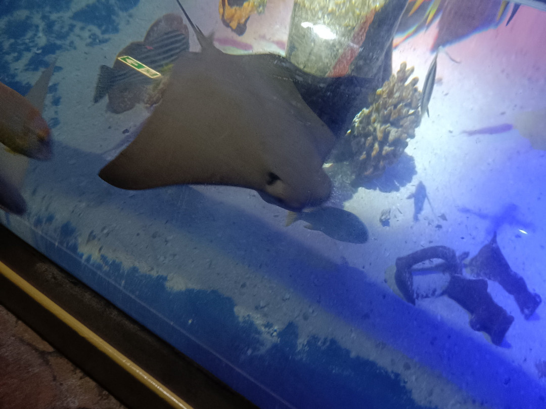 Gardaland SEA LIFE Aquarium-卡斯泰尔诺沃德尔加尔达必去景点