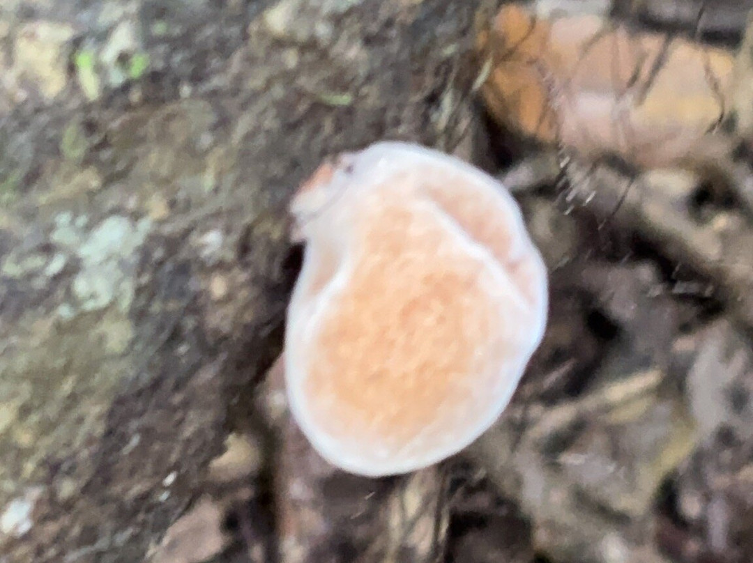 Enchanted Forest Sanctuary-泰特斯维尔必去景点