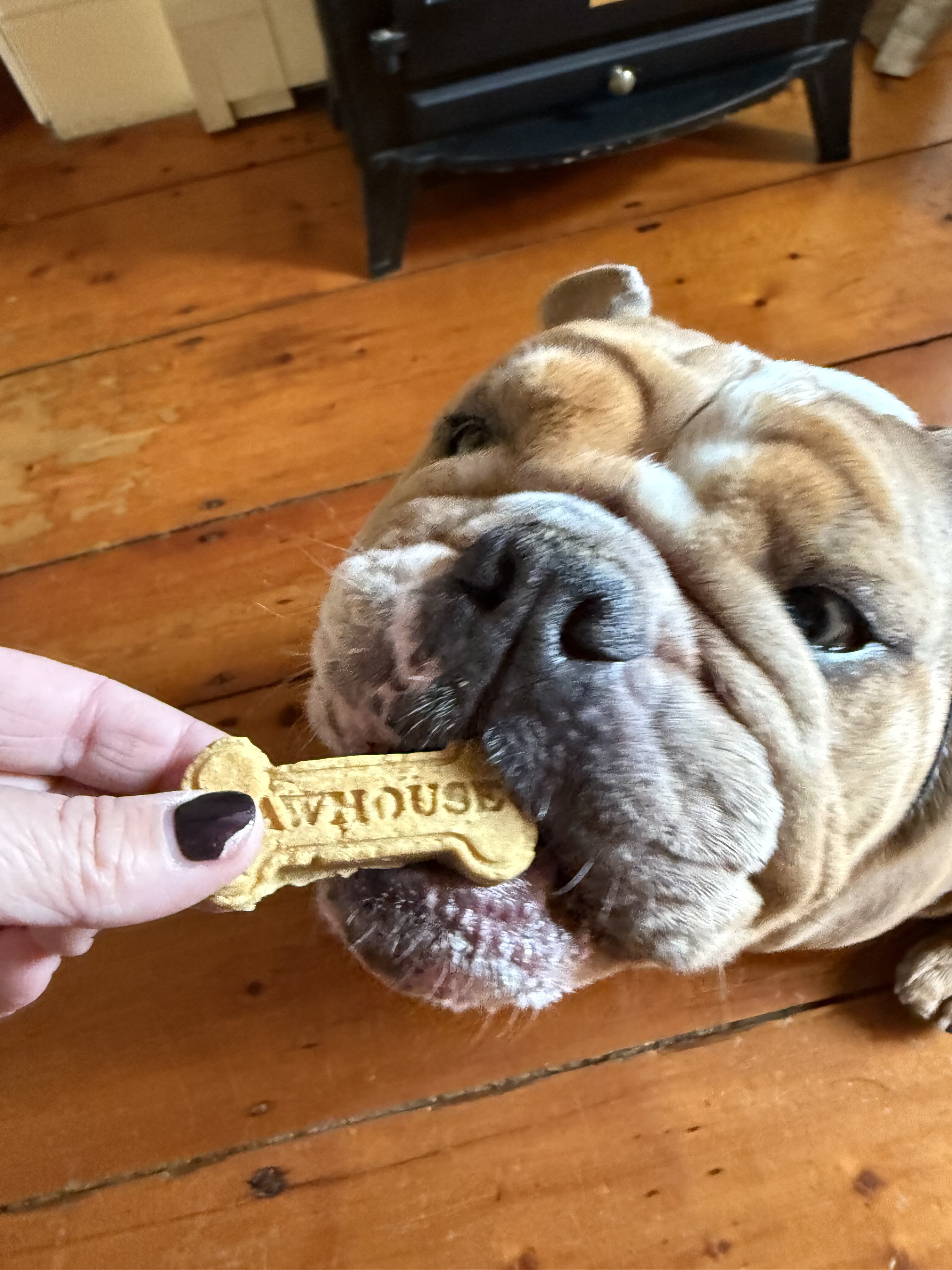 The Paw House Inn-官方