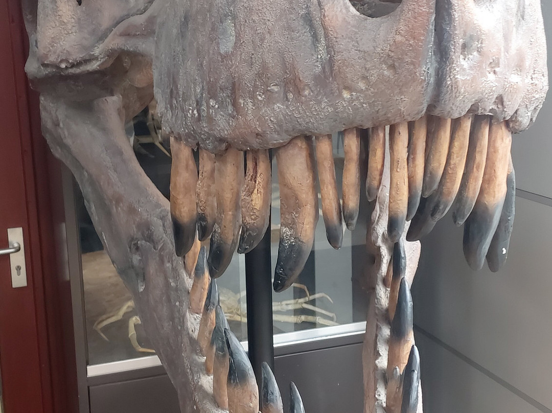 Het Oertijdmuseum-Boxtel必去景点