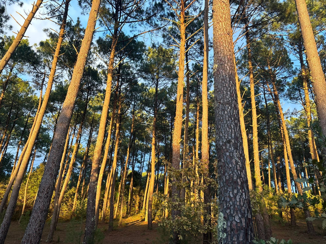 Le village des Pins d'Or主图
