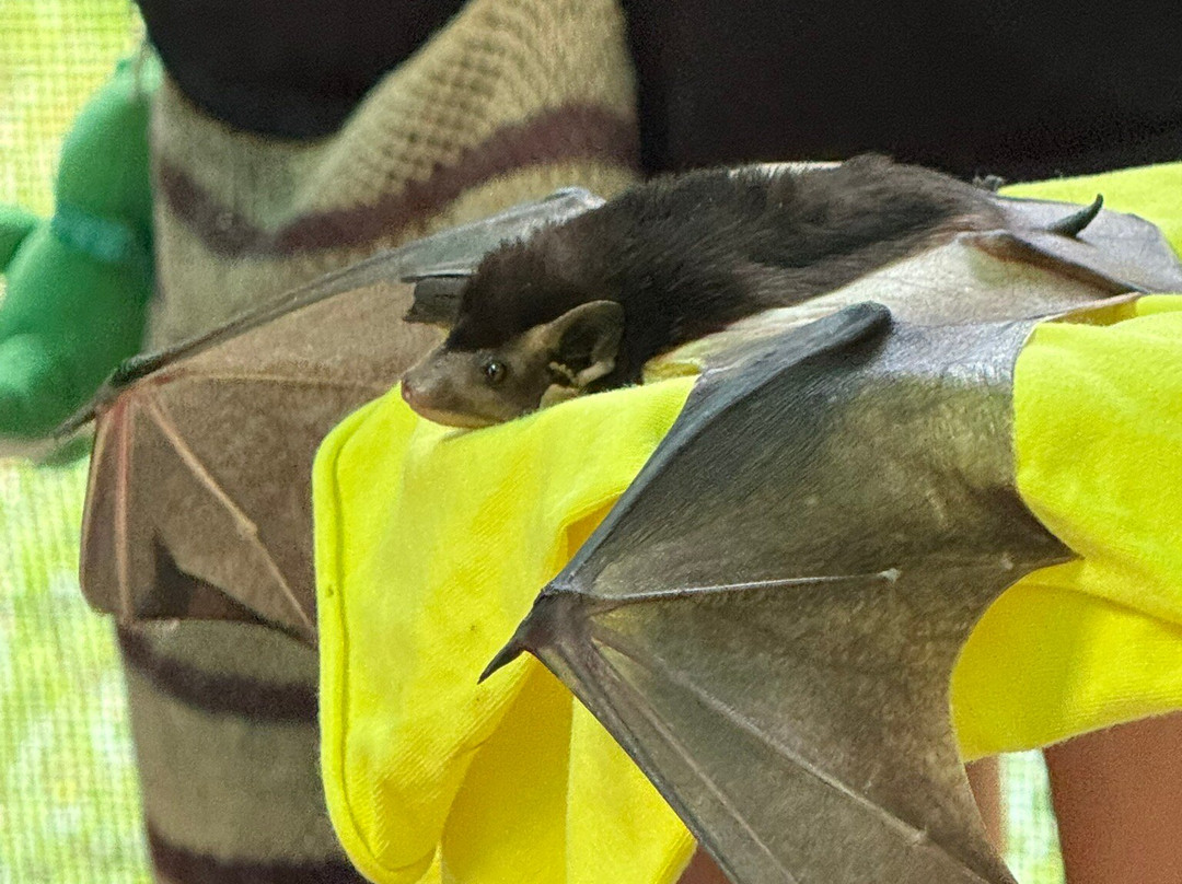 The Bat Hospital Visitor Centre- 阿瑟顿必去景点