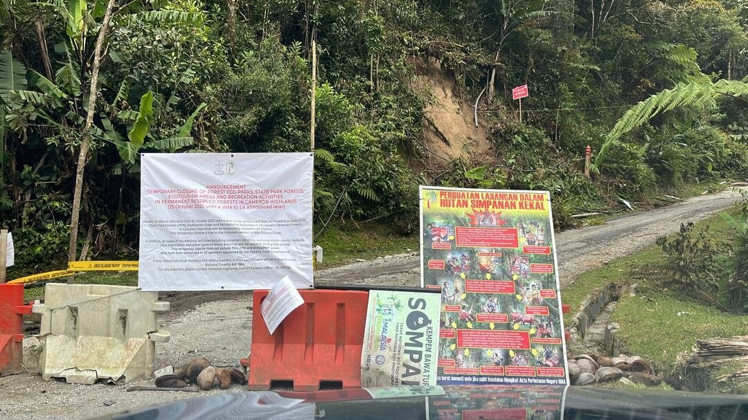 Mossy Forest-碧兰璋必去景点