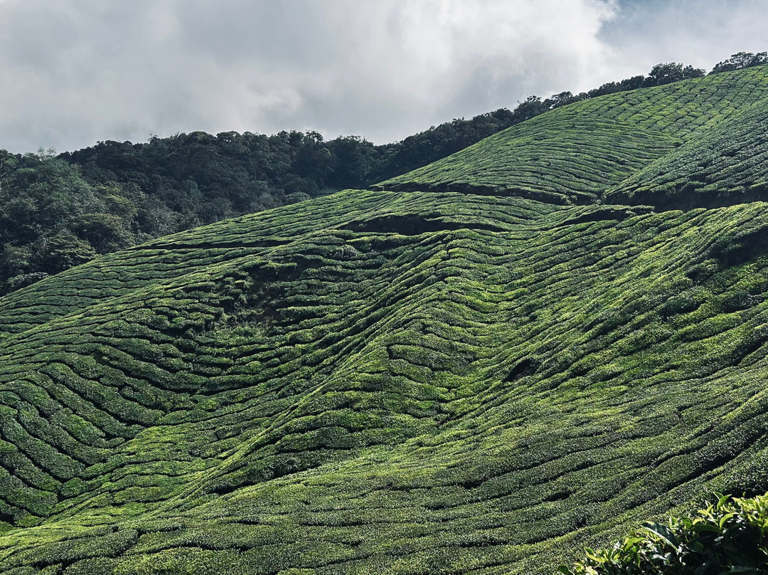 Munnar Info-慕那尔必去景点