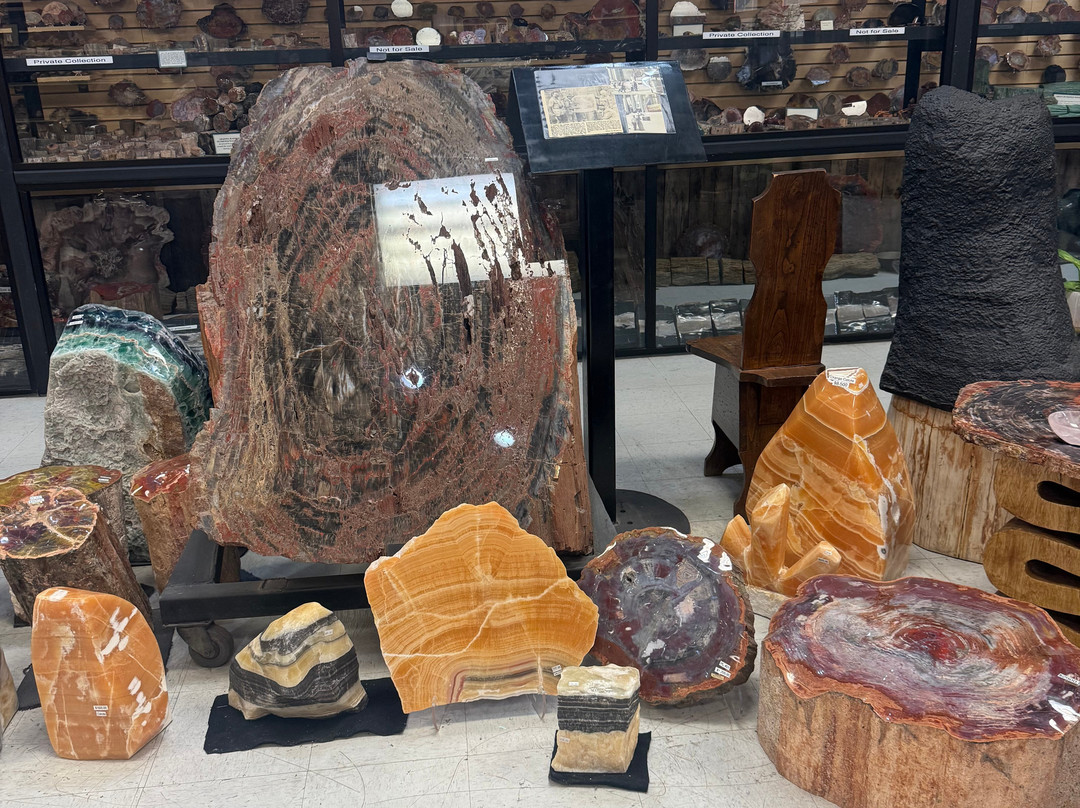 Jim Gray's Petrified Wood Co.-霍尔布鲁克必去景点
