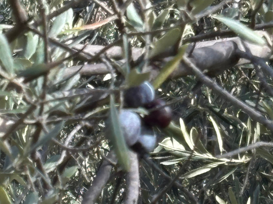 1774 Kazdagi Termal Butik Otel主图