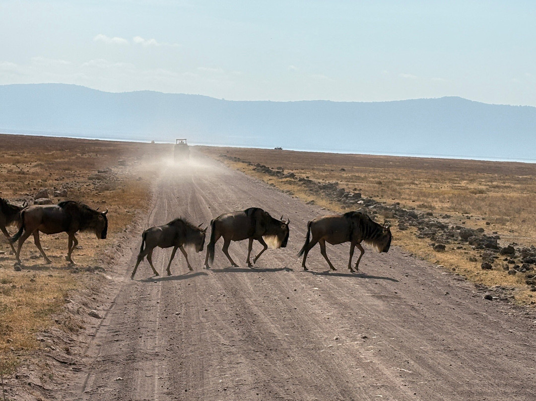 Utopia safaris-阿鲁沙必去景点