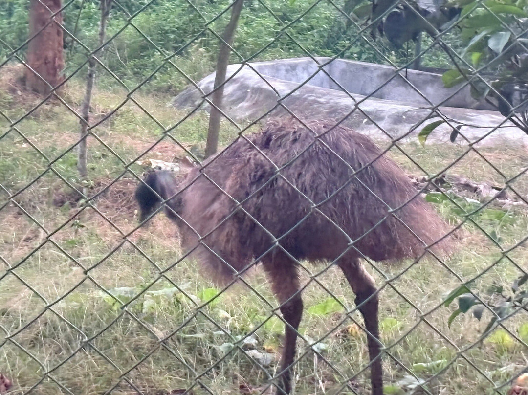 Manipur Zoological Gardens-因帕尔必去景点