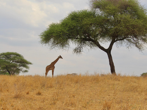 East African Voyage-阿鲁沙必去景点
