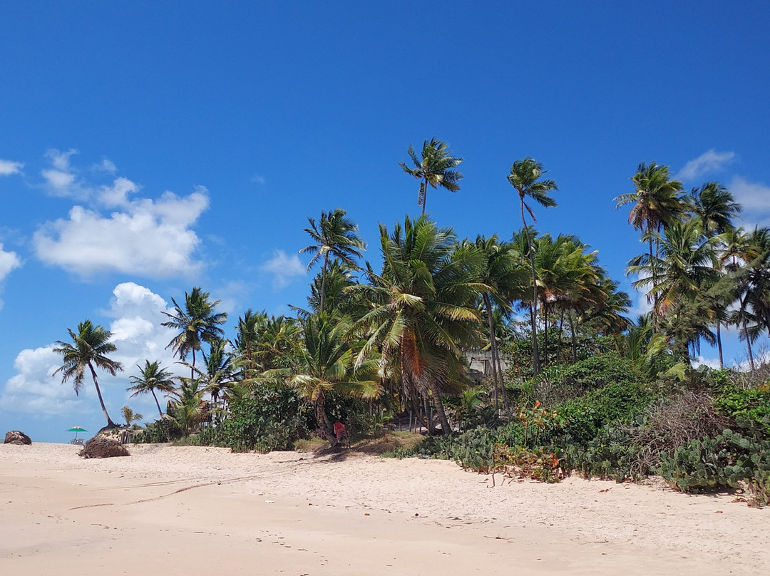 Tabatinga Beach-Conde必去景点