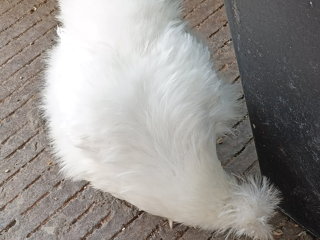 Acuario Michin Puebla-普埃布拉必去景点