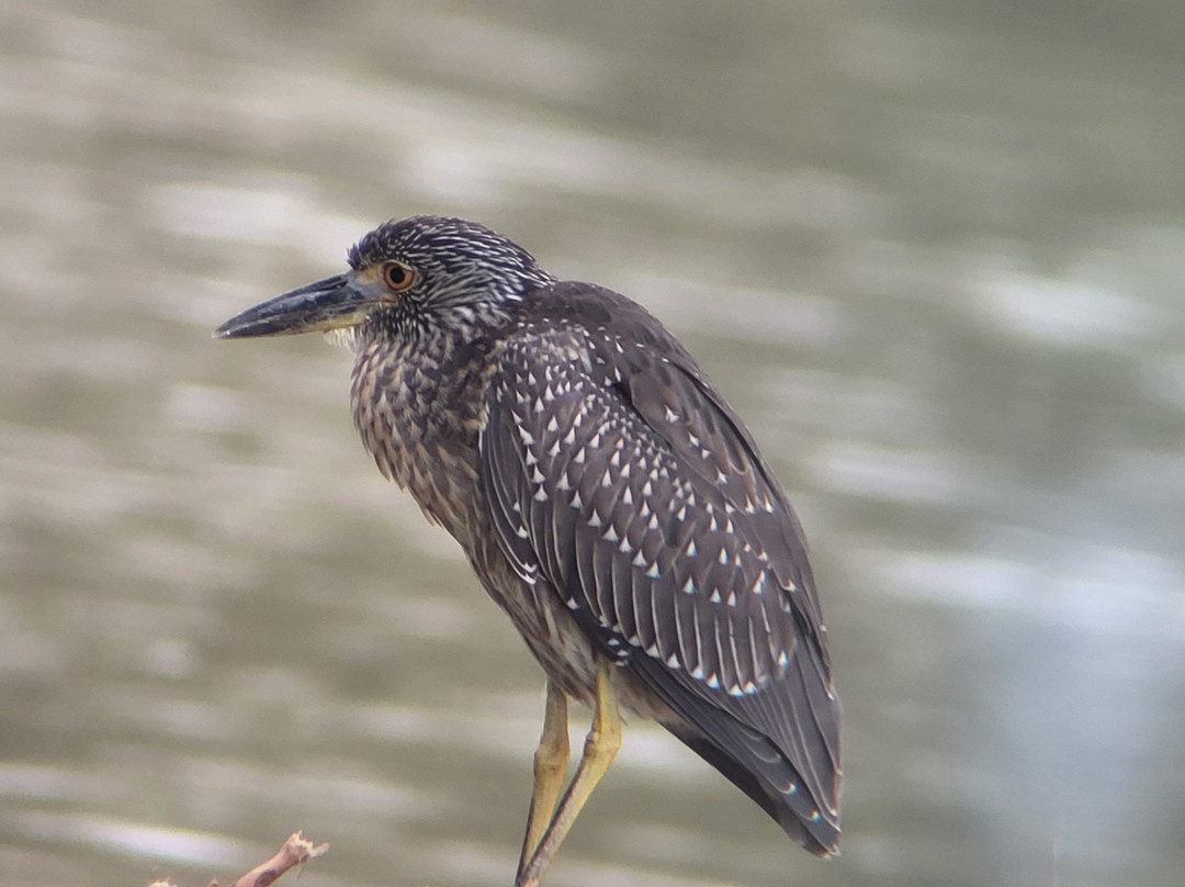 Surcos Tours-希门尼斯港必去景点
