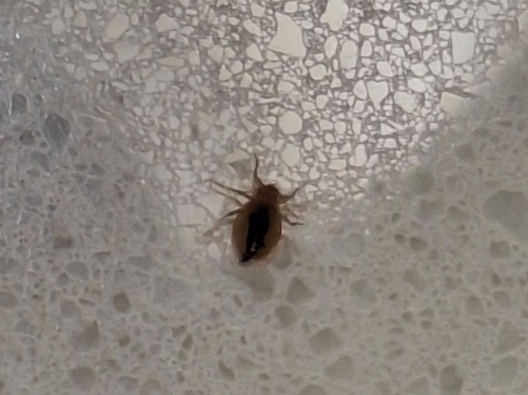 SpringHill Suites by Marriott Los Angeles Burbank/Downtown主图