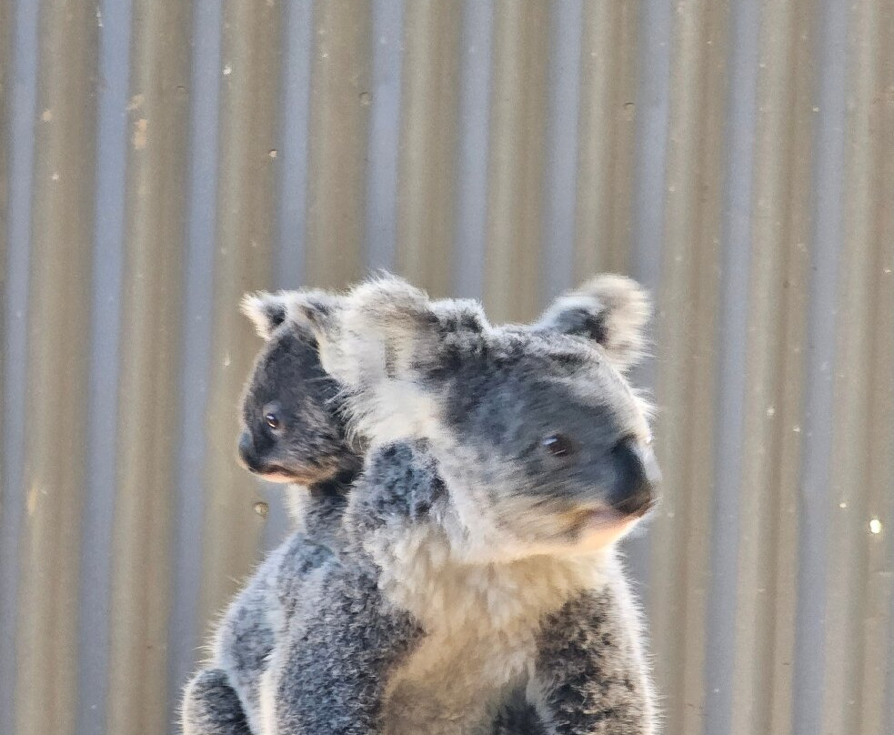 Billabong Zoo Koala & Wildlife Park-麦克夸利港必去景点