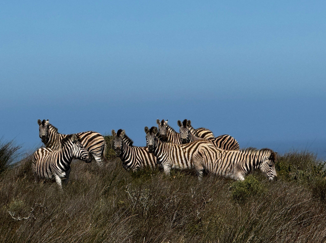 Buffelsfontein Game & Nature Reserve - Day Tours-Darling必去景点