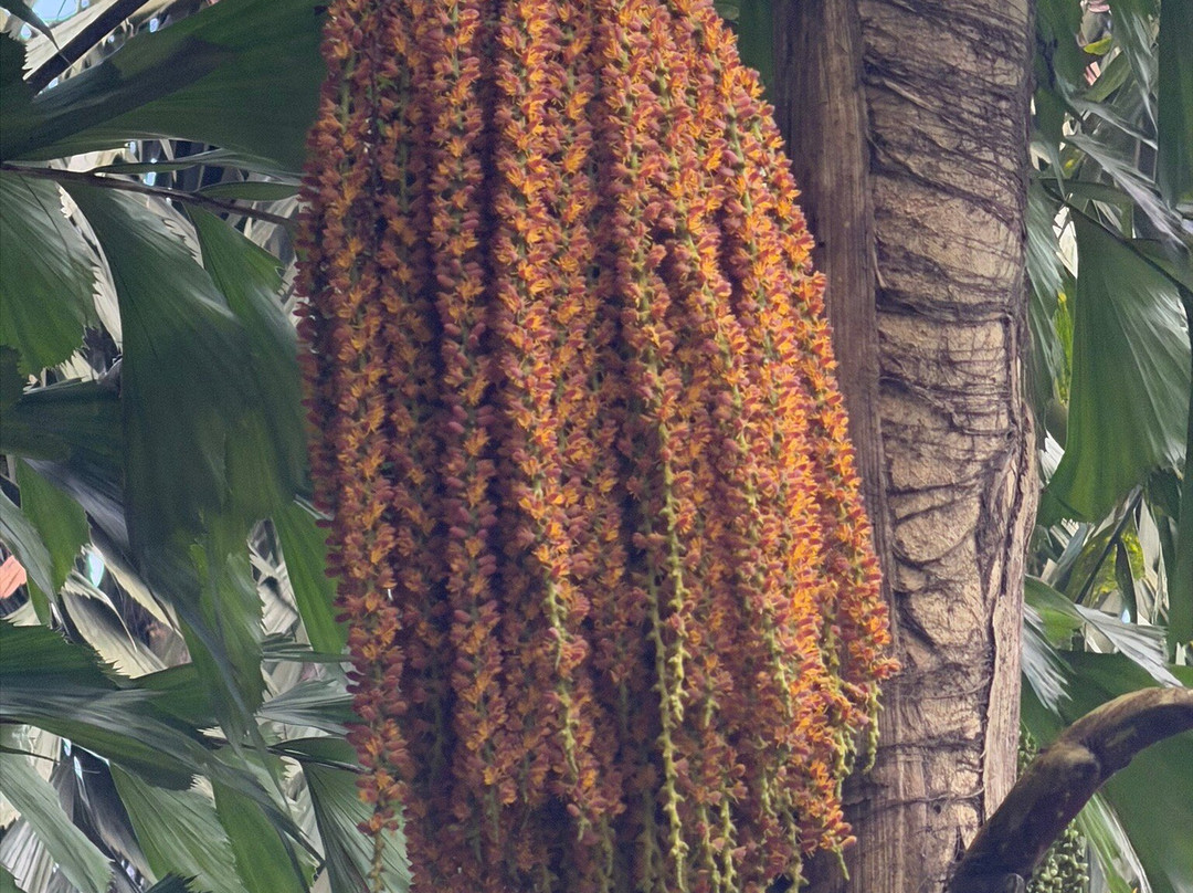 National Spice Garden of Sri Lanka-Matale必去景点