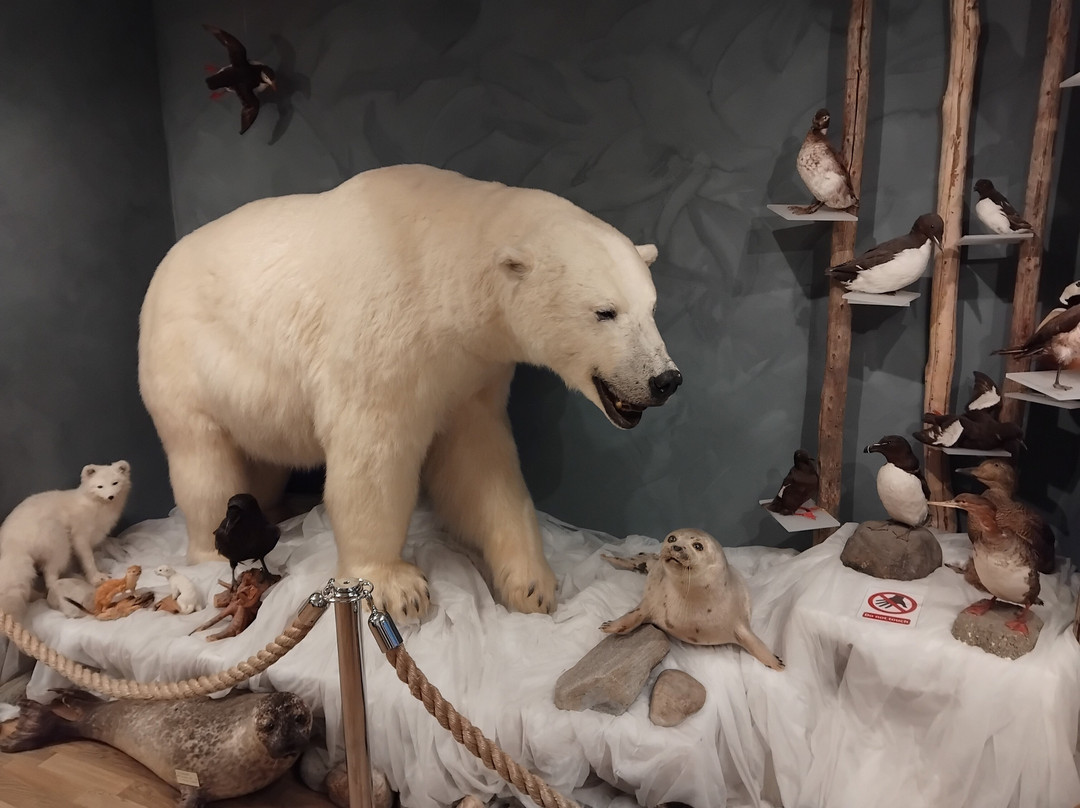 The Polar Bear Society-Hammerfest必去景点