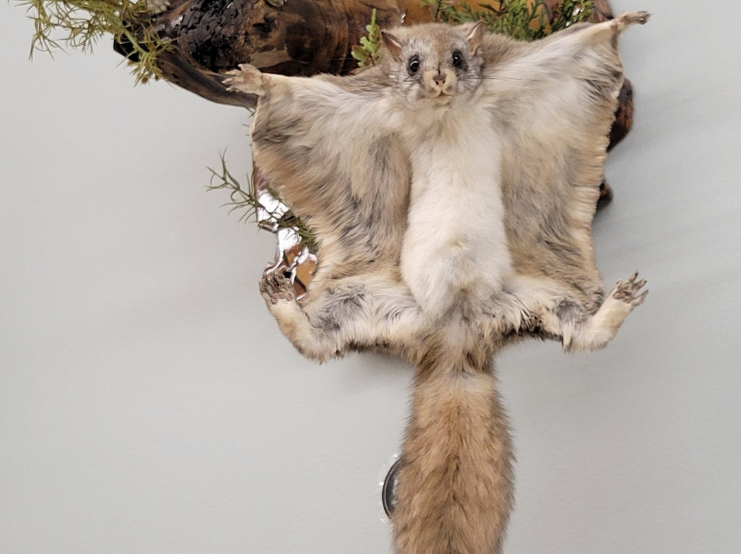 Nature's North Wildlife Gallery-黄刀镇必去景点