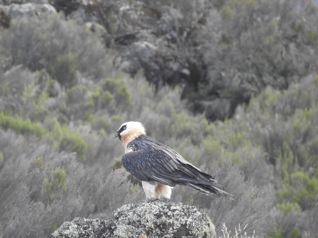 Tranquil Kilimanjaro-Machame必去景点