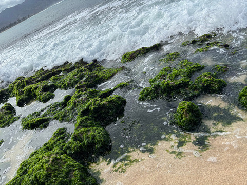 Aloha Shaka Tours-火奴鲁鲁必去景点