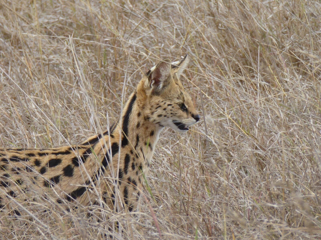 Monkey Adventures-莫西必去景点