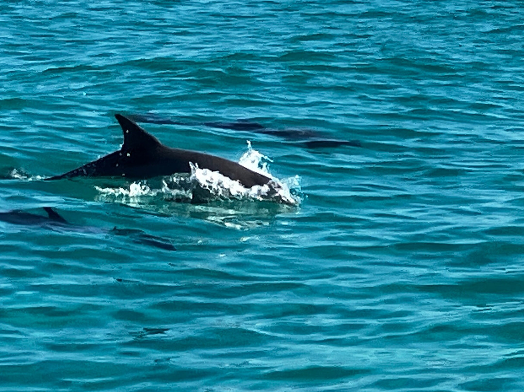 Neal Watson's Bimini Scuba Center-Alice Town必去景点