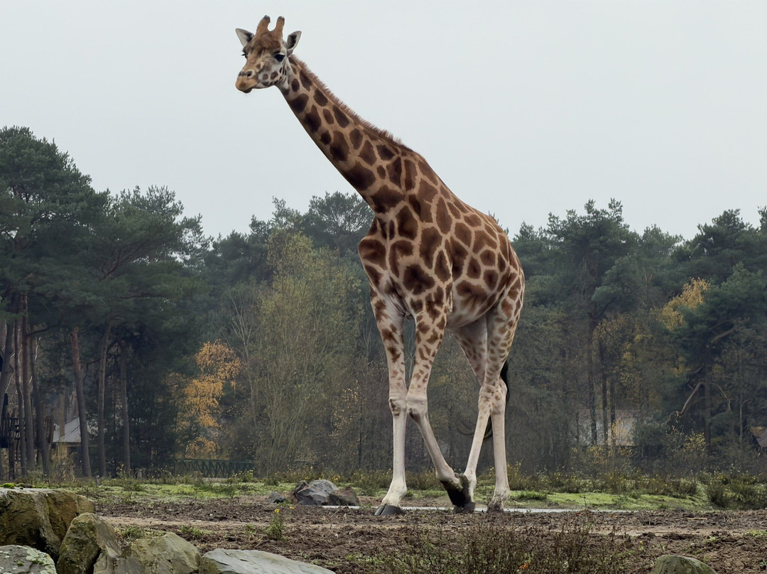 Beekse Bergen Safari Park-希尔法伦贝克必去景点
