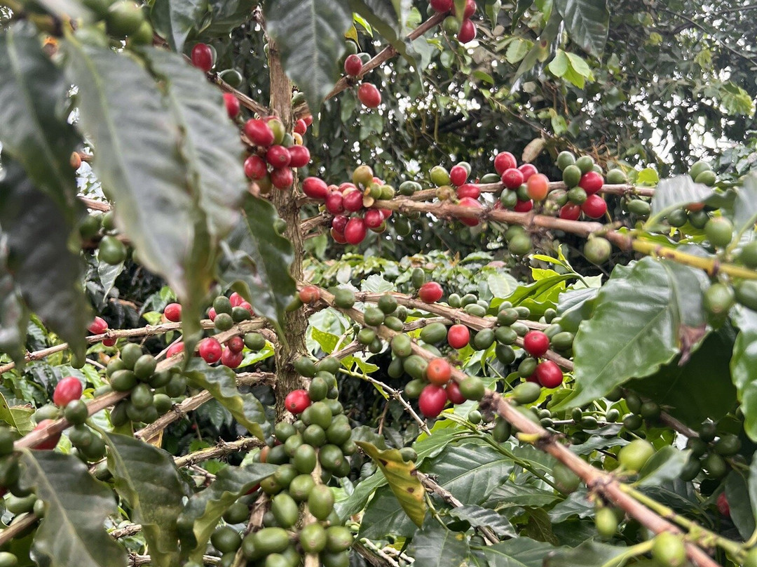 Café La Morelia-El Caimo必去景点