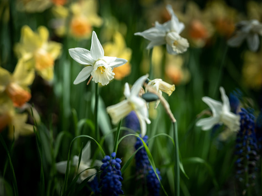 Parco Giardino Tenuta S. Apollonio-Castel Goffredo必去景点