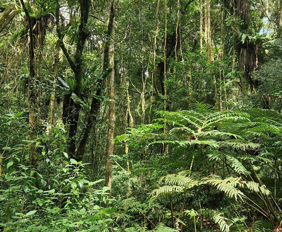 Parc Nationale Montagne D'ambre-Joffreville必去景点