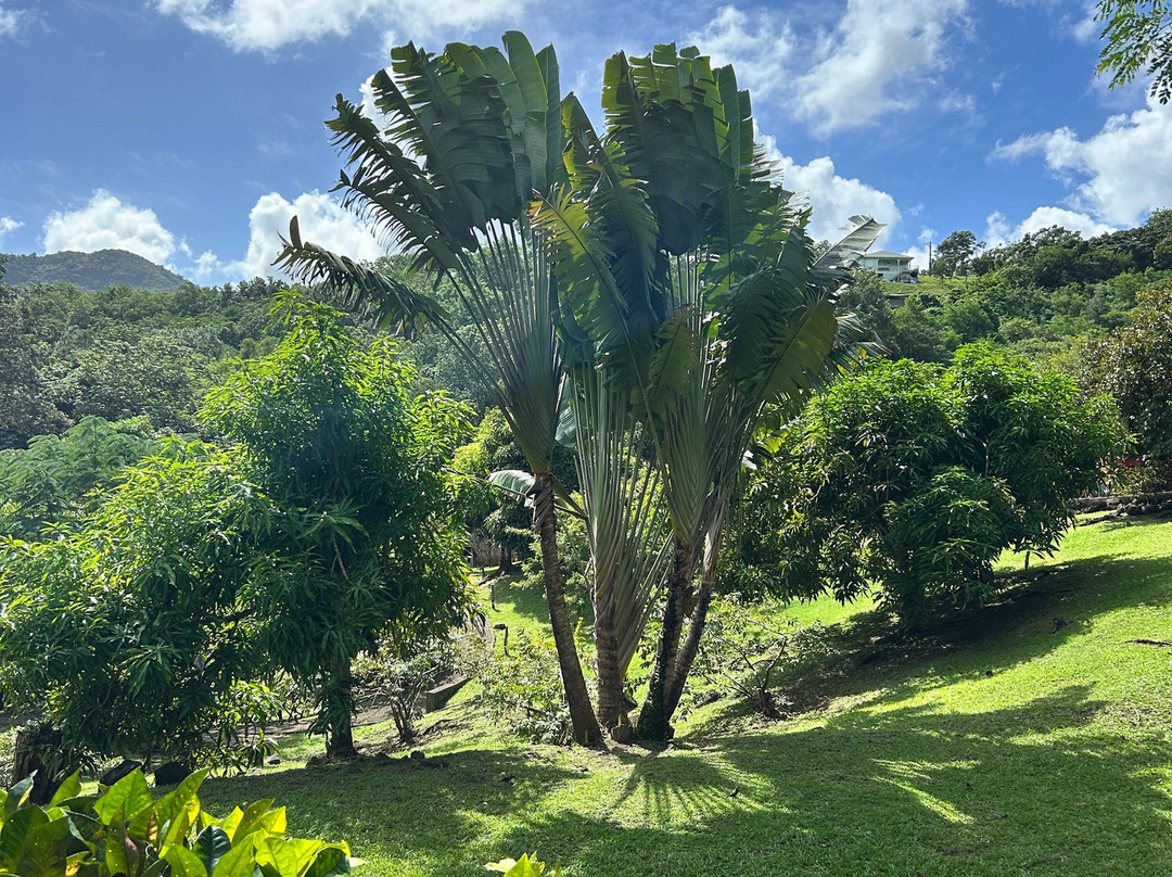 La Savane des Esclaves-Trois-Ilets必去景点