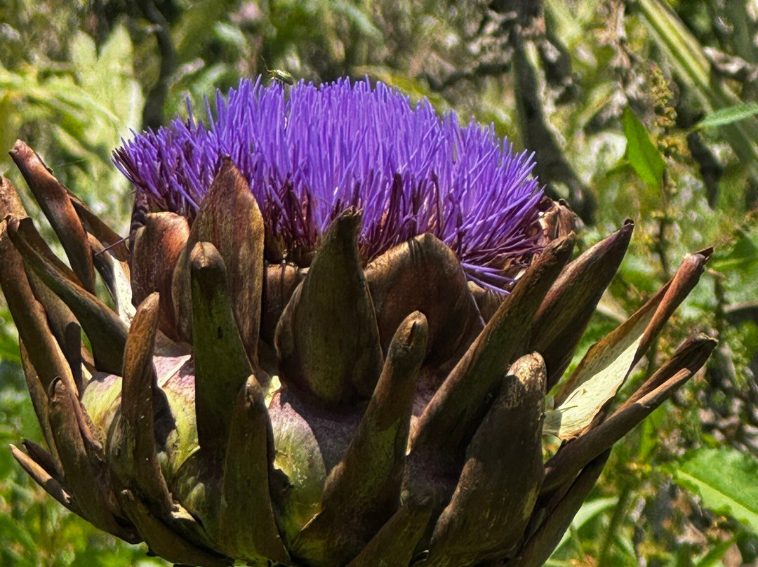 Vinícola XV de Novembro-Sao Roque必去景点