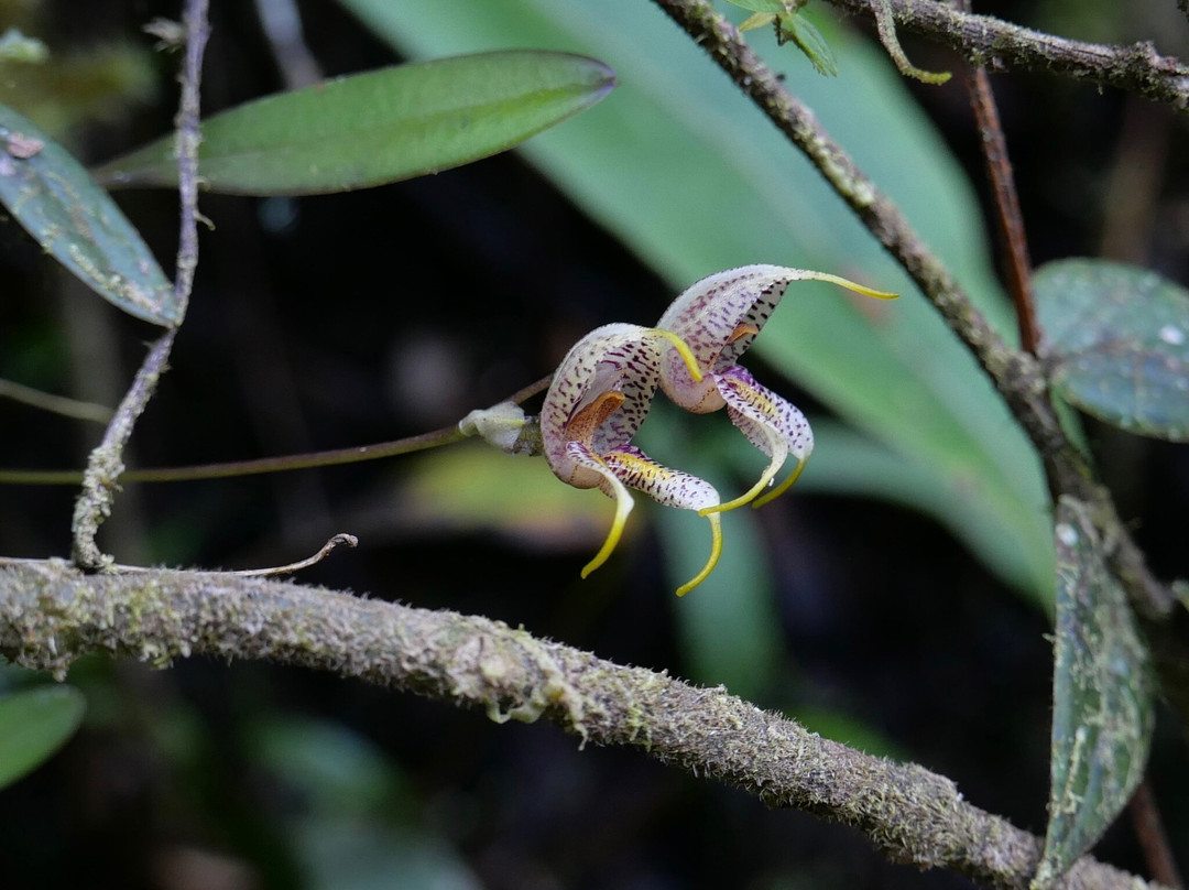 Jaguarundi Travel-波哥大必去景点