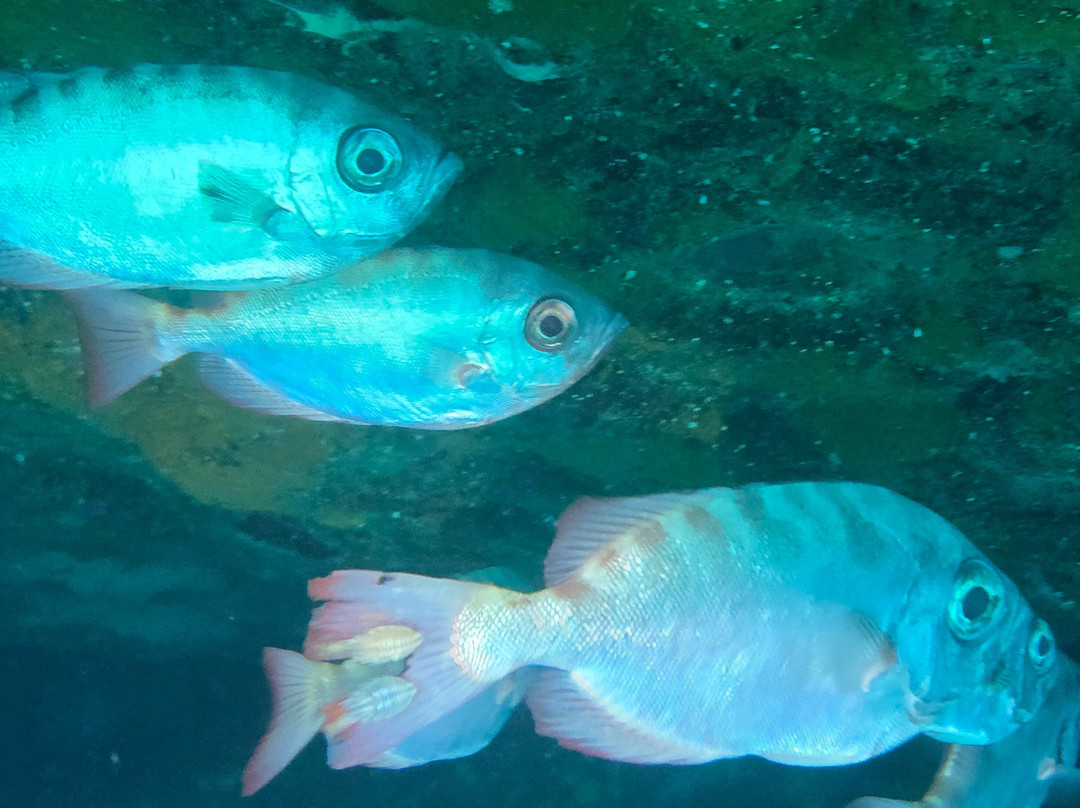 Puerto Rico Diving-波多黎各必去景点