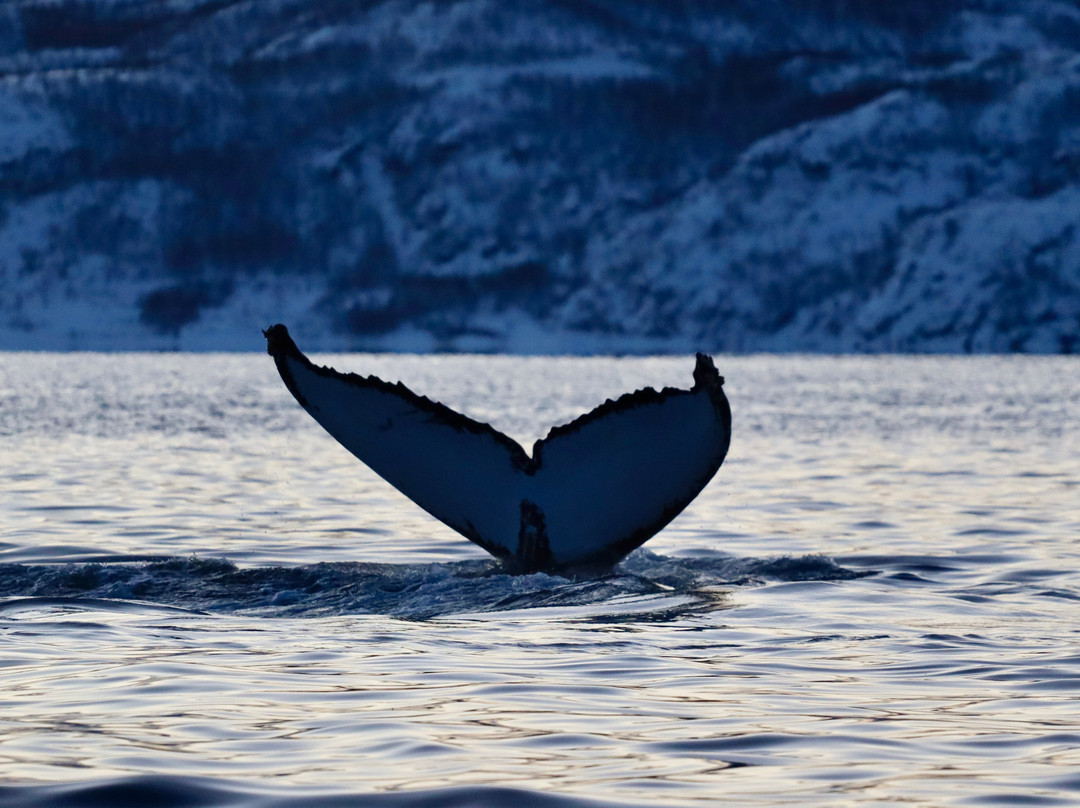 Dervola Adventure-Skjervoy必去景点