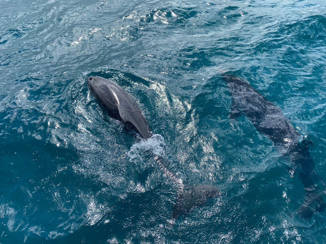 Turtle Cruise-巴拉克拉瓦必去景点