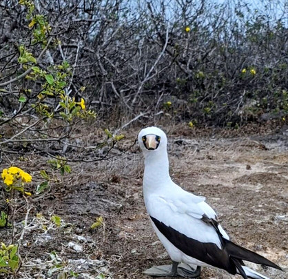 Go Galapagos-基多必去景点