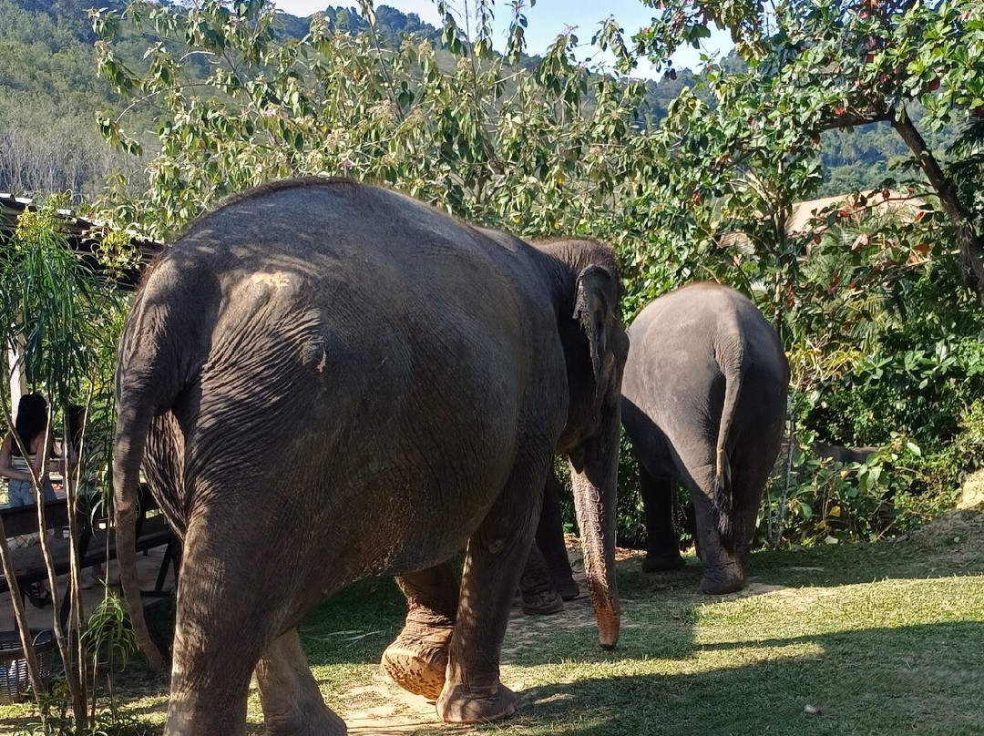 Lanta Island Safari - Elephant Lover-Khlong Hin必去景点